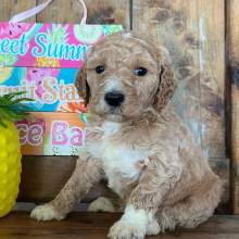 Labradoodle Puppy Oscar