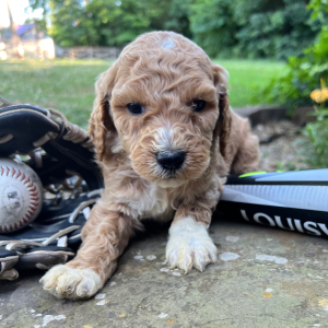 Labradoodle Puppy Oscar