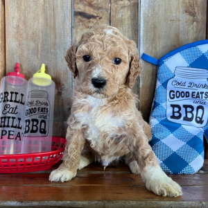 Labradoodle Puppy Oscar