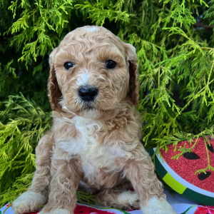 Labradoodle Puppy Oscar