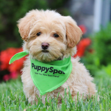 Maltipoo Puppy Juno