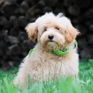 Maltipoo Puppy Juno