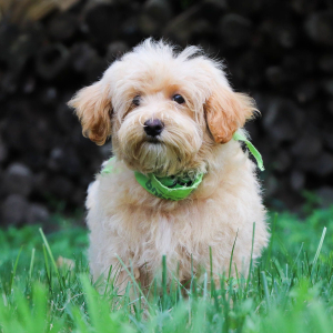 Maltipoo Puppy Juno