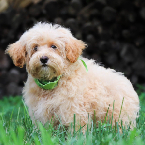 Maltipoo Puppy Juno