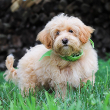 Maltipoo Puppy Juno