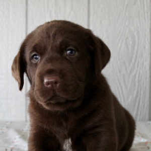 Labrador Retriever Puppy Freddy