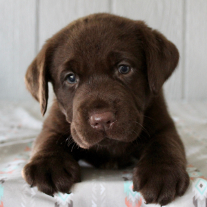 Labrador Retriever Puppy Freddy