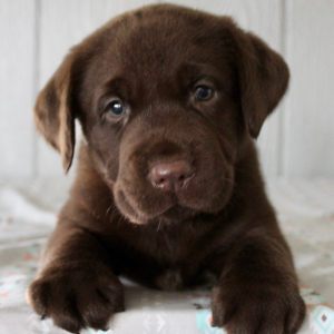 Labrador Retriever Puppy Freddy