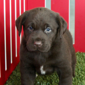 Labrador Retriever Puppy Freddy