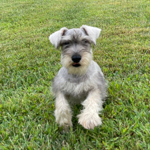 Miniature Schnauzer Puppy Jada
