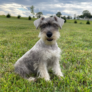 Miniature Schnauzer Puppy Jada