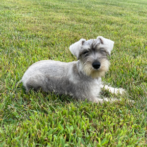 Miniature Schnauzer Puppy Jada