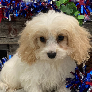 Cavachon Puppy Edmond