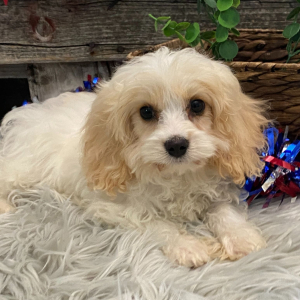 Cavachon Puppy Edmond