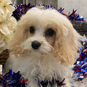 Cavachon Puppy Edmond
