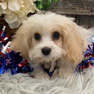 Cavachon Puppy Edmond