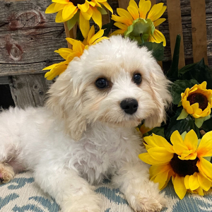 Cavachon Puppy Edmond