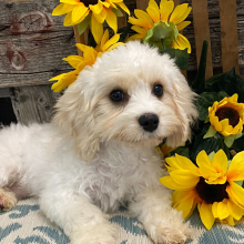 Cavachon Puppy Edmond