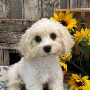 Cavachon Puppy Edmond