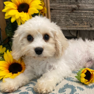 Cavachon Puppy Edmond