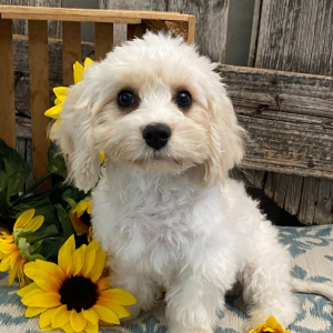 Cavachon Puppy Edmond