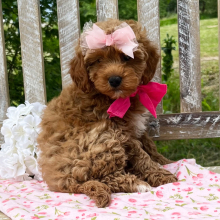 Goldendoodle Puppy Carrie