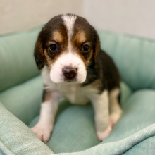 Beagle Puppy Jude