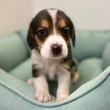 Beagle Puppy Jude
