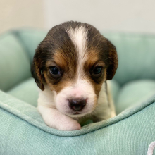 Beagle Puppy Jax
