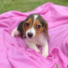 Beagle Puppy Jax