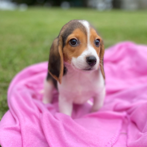 Beagle Puppy Jax