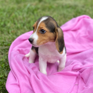 Beagle Puppy Jax