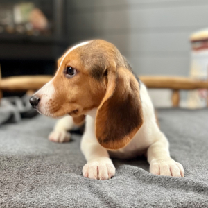 Beagle Puppy Jax