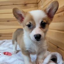 Pembroke Welsh Corgi Puppy Gaga