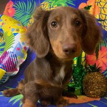 Dachshund Puppy Big Al