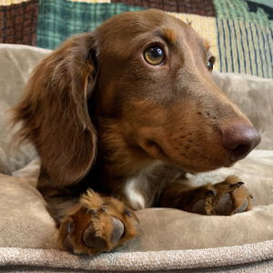 Dachshund Puppy Big Al