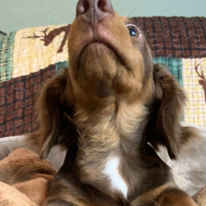 Dachshund Puppy Big Al