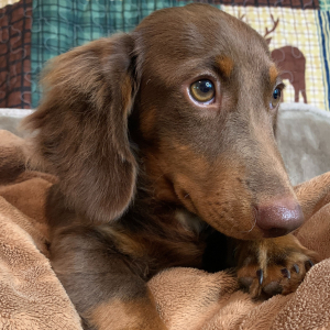 Dachshund Puppy Big Al