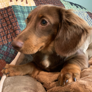 Dachshund Puppy Big Al