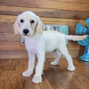 Schnoodle Puppy Milo