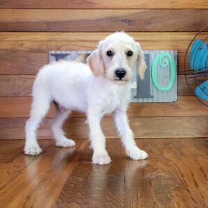 Schnoodle Puppy Milo