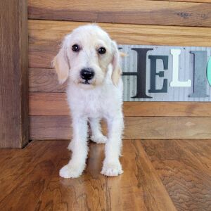 Schnoodle Puppy Milo