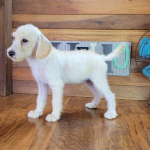 Schnoodle Puppy Milo