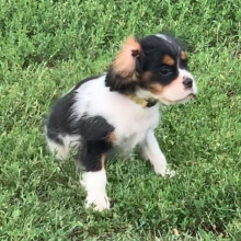 Cavalier King Charles Spaniel Puppy Liam
