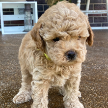 Poodle Puppy Jasper