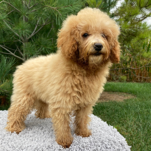 Poodle Puppy Jasper