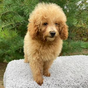 Poodle Puppy Jasper
