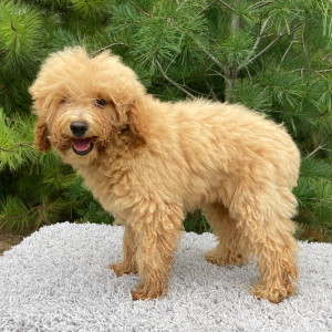 Poodle Puppy Jasper