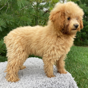 Poodle Puppy Jasper