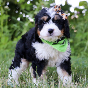 Bernedoodle Puppy Basil